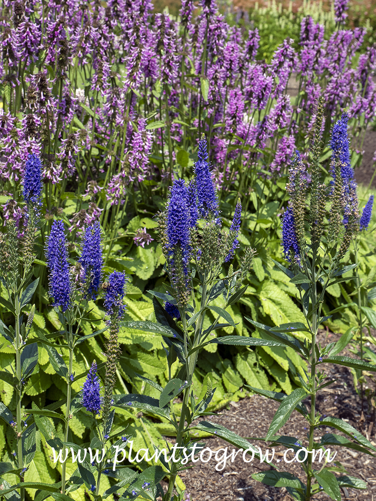 Marietta Longleaf Veronica (Veronica longifolia) 
(July 5)